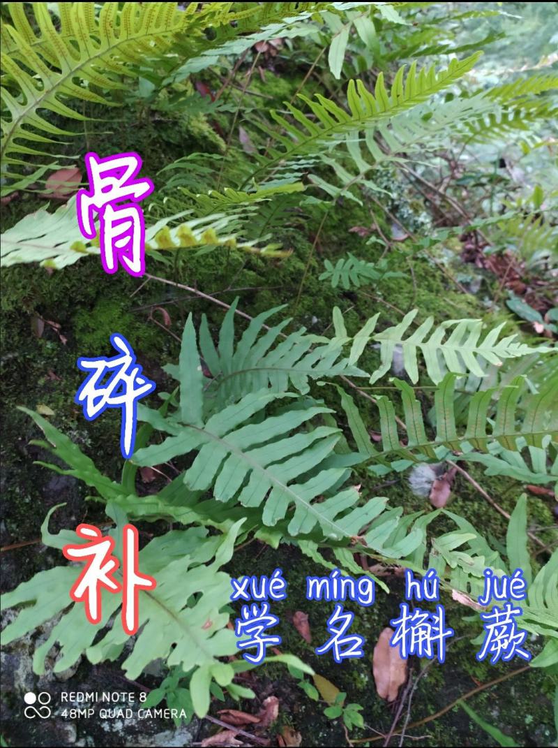 贵州毕节古夜郎大地野生中药材骨碎补大叶槲蕨
