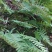 贵州毕节古夜郎大地野生中药材骨碎补大叶槲蕨
