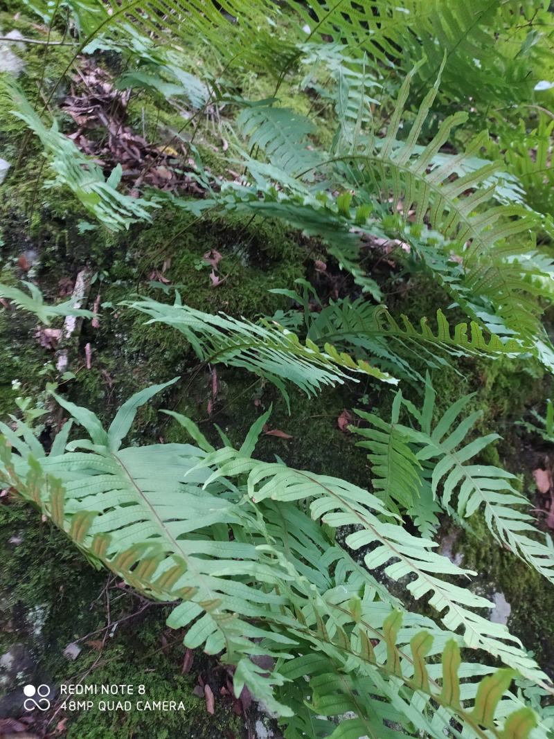 贵州毕节古夜郎大地野生中药材骨碎补大叶槲蕨
