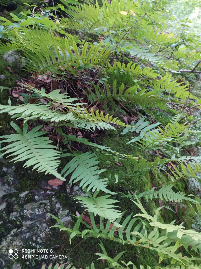 贵州毕节古夜郎大地野生中药材骨碎补大叶槲蕨