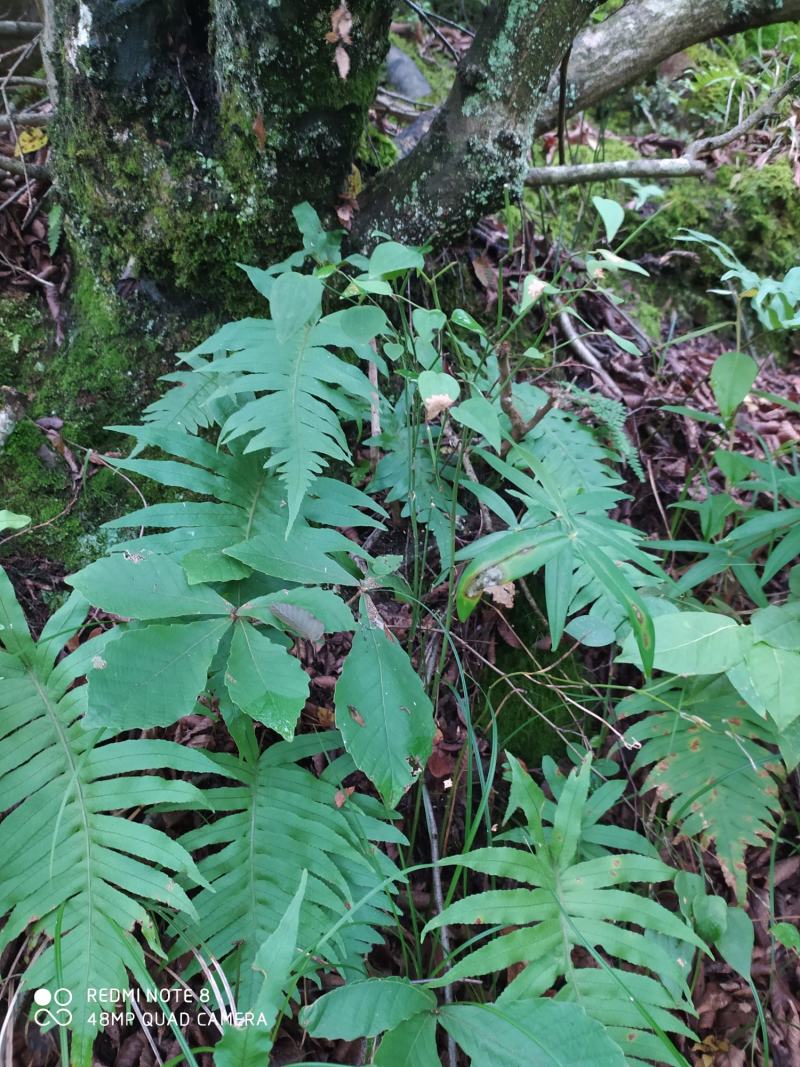贵州毕节古夜郎大地野生中药材骨碎补大叶槲蕨