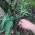 贵州毕节古夜郎大地野生中药材骨碎补大叶槲蕨