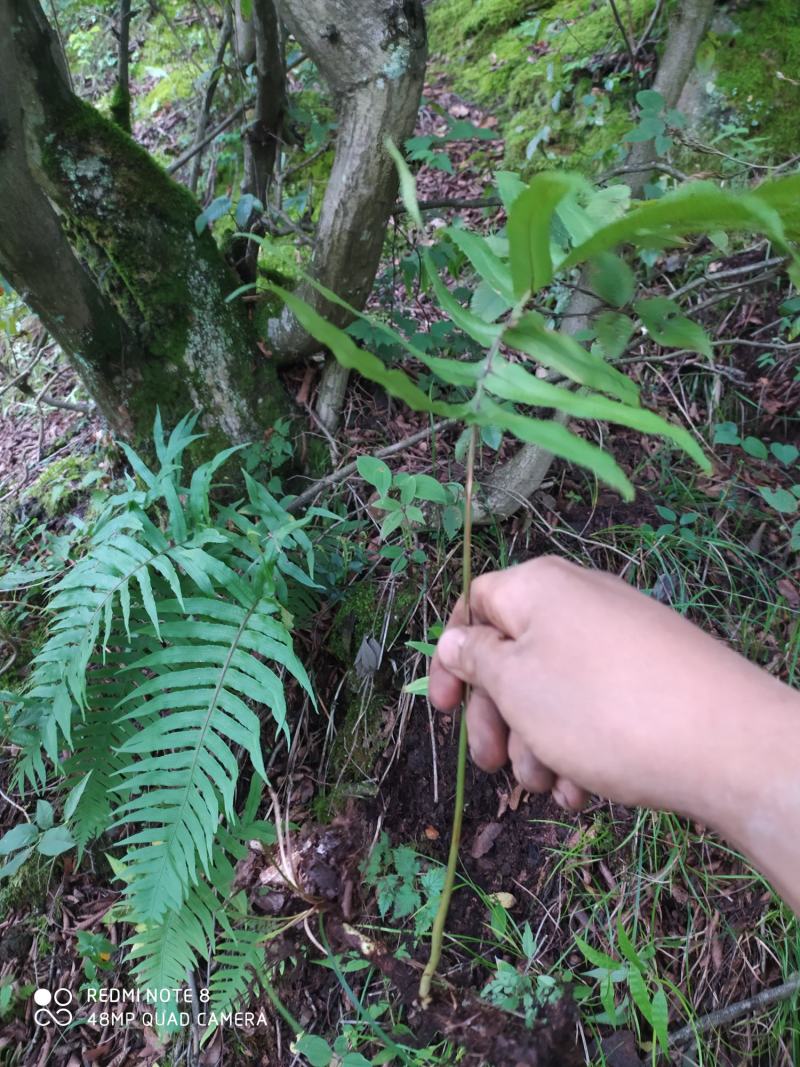 贵州毕节古夜郎大地野生中药材骨碎补大叶槲蕨