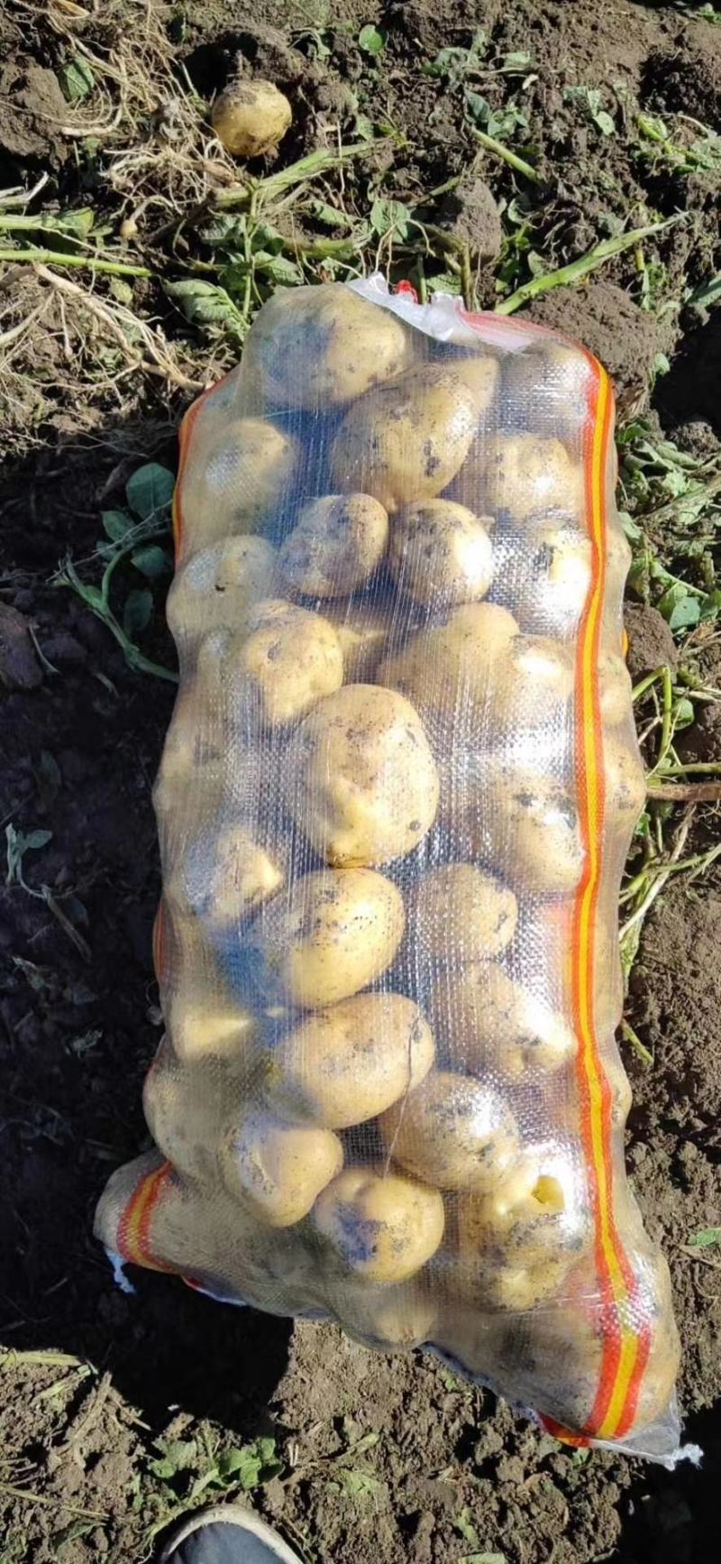 吉林扶余黄心土豆，延薯十三产地直发，货源充足，保质保量