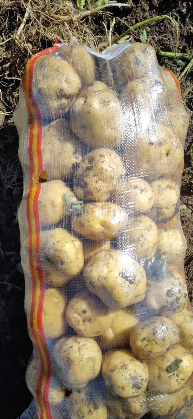 吉林扶余黄心土豆，延薯十三产地直发，货源充足，保质保量