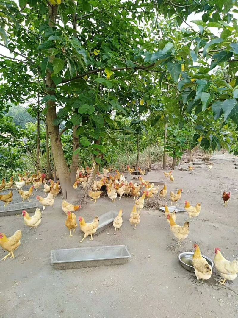 湘黄土鸡公苗衡阳土鸡公苗厂家直销包运输包路损品种纯