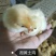 湘黄土鸡公苗衡阳土鸡公苗厂家直销包运输包路损品种纯