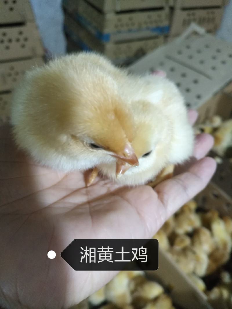 湘黄土鸡公苗衡阳土鸡公苗厂家直销包运输包路损品种纯