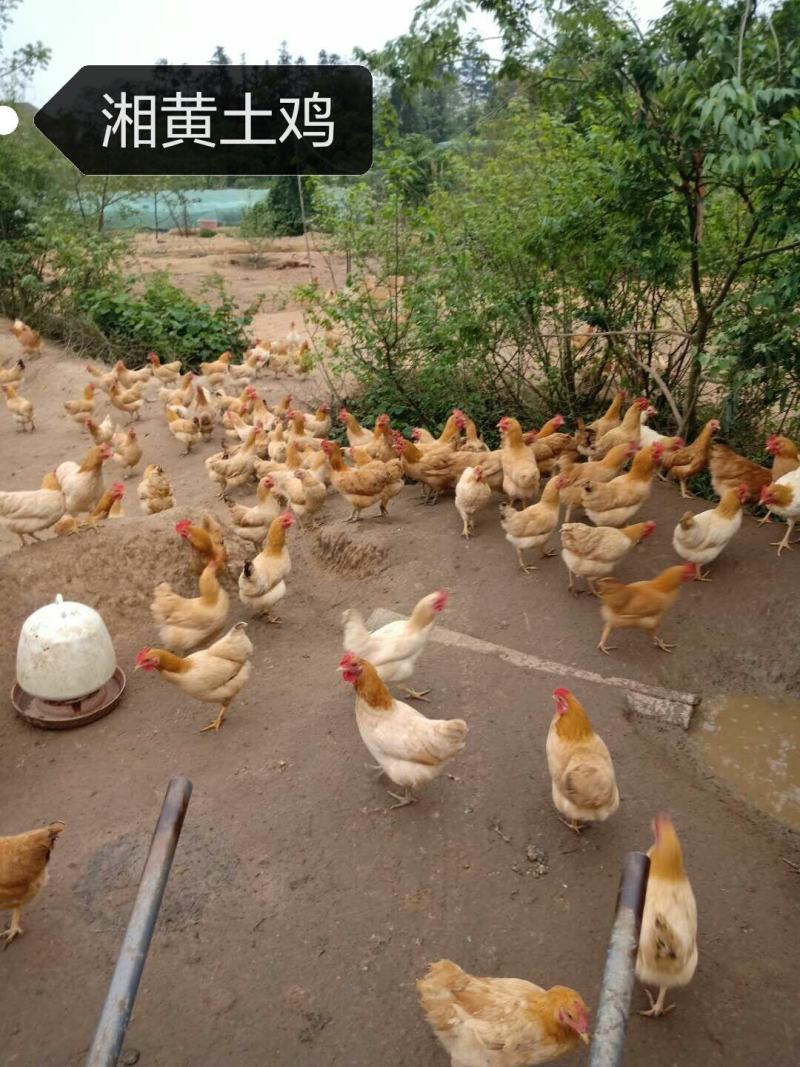 改良湘黄土鸡苗衡阳土鸡苗青脚土鸡苗厂家发货包疫苗路损