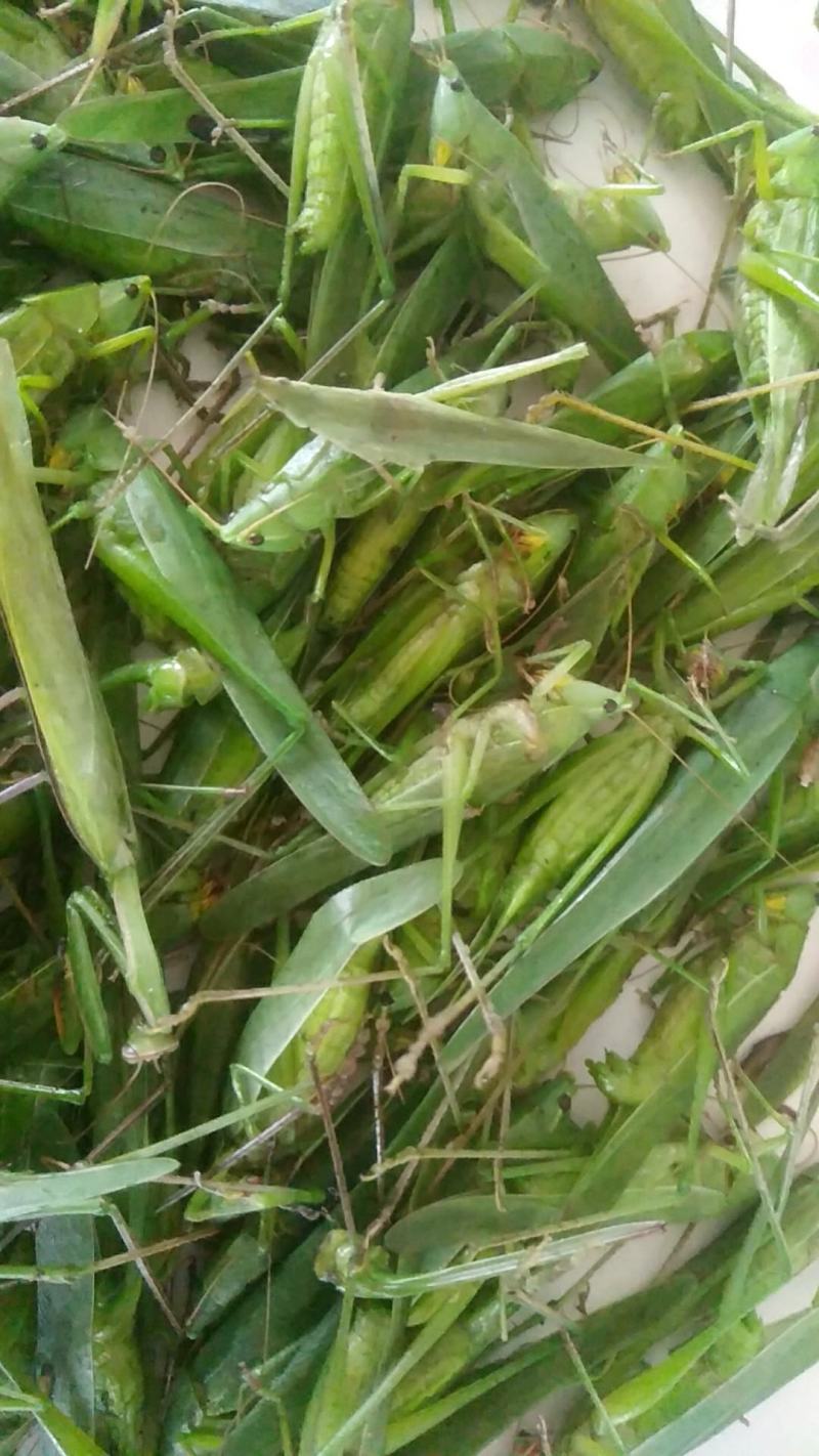 禾虾，油蚂蚱，新货，颜色碧绿。单冻