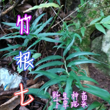 贵州毕节古夜郎大地野生中药材竹根七竹节七
