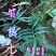 贵州毕节古夜郎大地野生中药材竹根七竹节七
