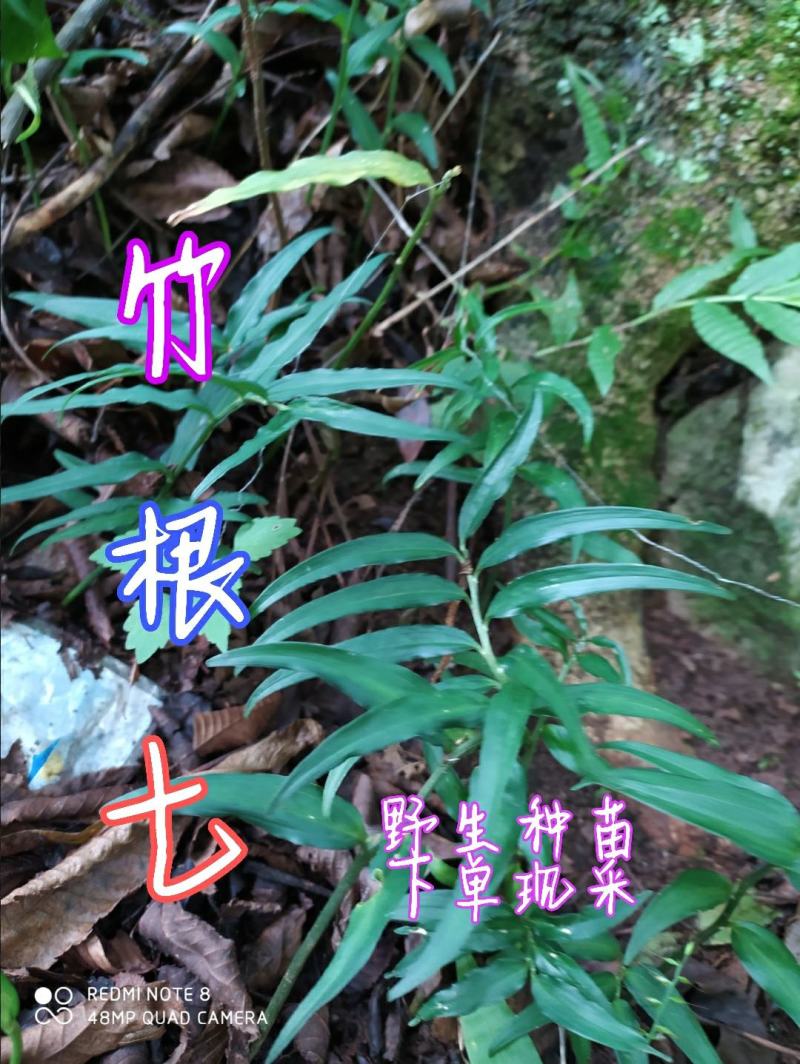 贵州毕节古夜郎大地野生中药材竹根七竹节七