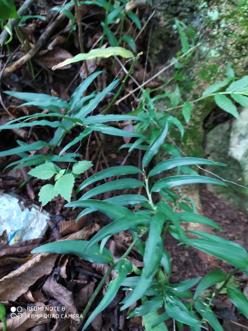 贵州毕节古夜郎大地野生中药材竹根七竹节七
