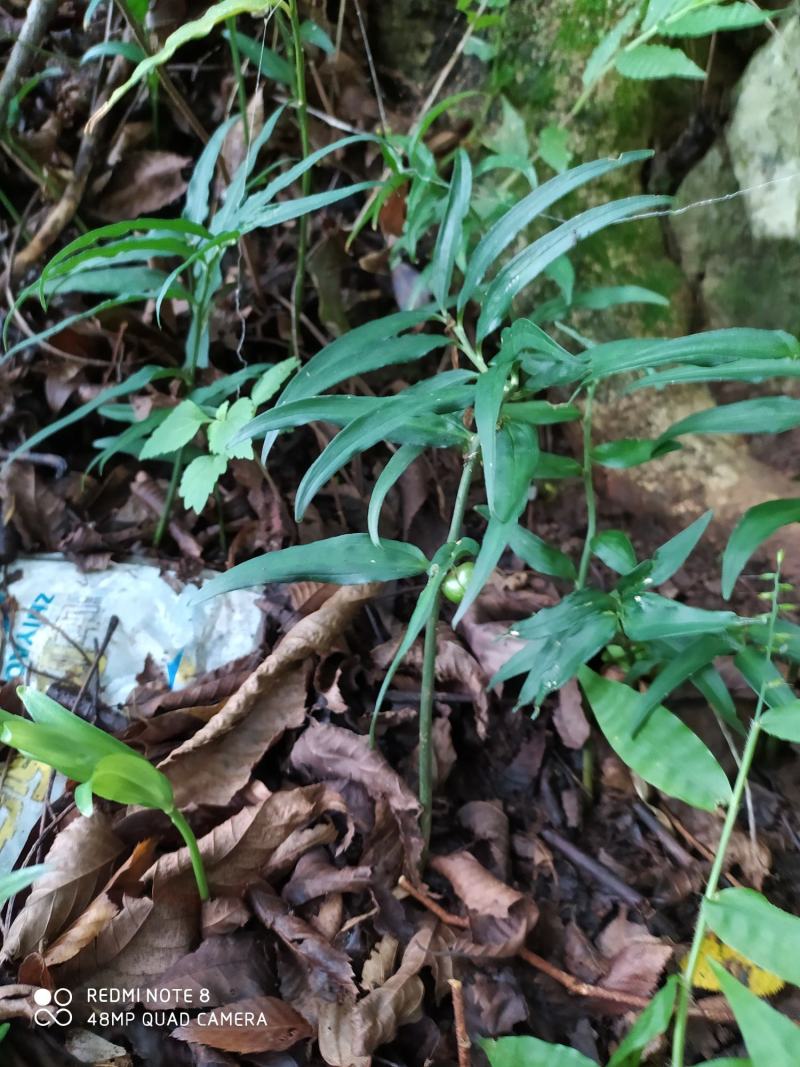 贵州毕节古夜郎大地野生中药材竹根七竹节七