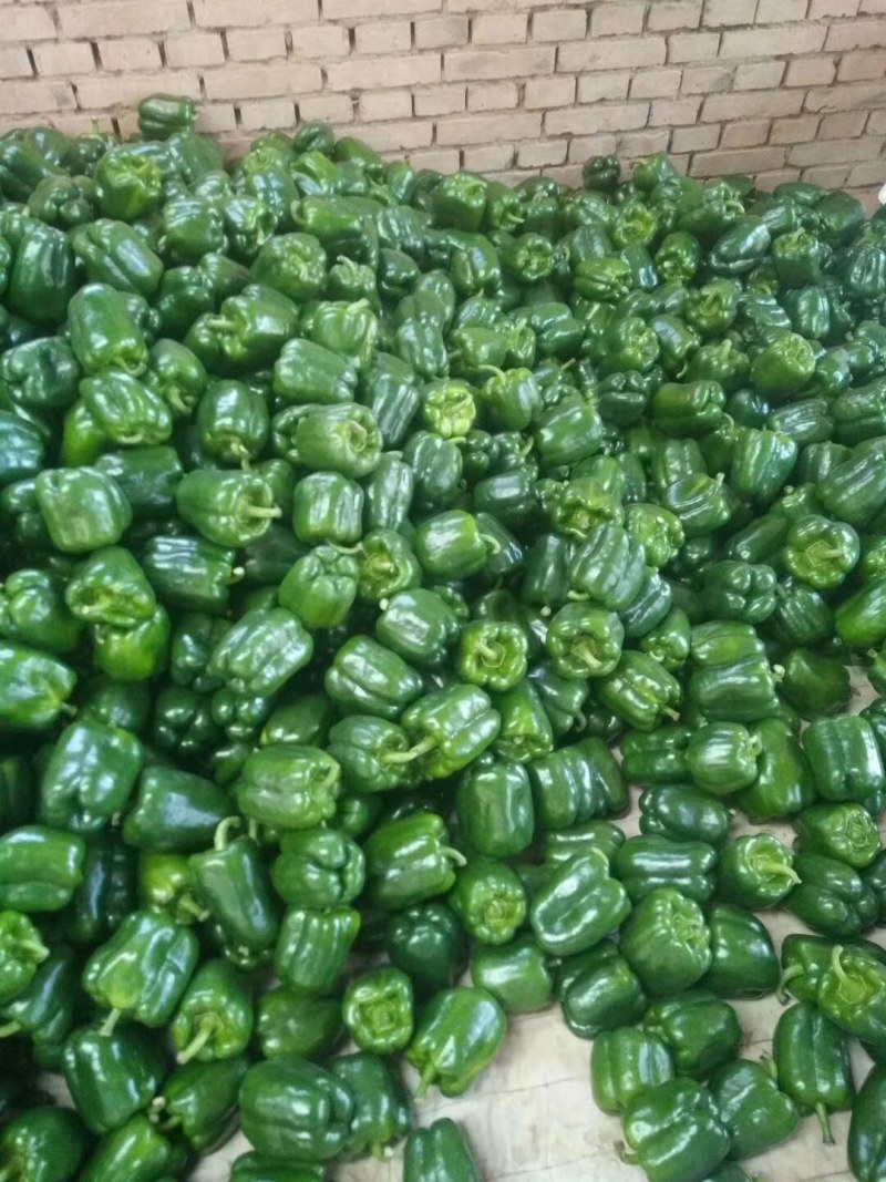 蔬菜精品圆椒产地直接供货