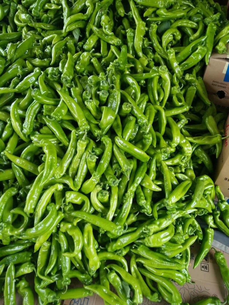 蔬菜精品圆椒产地直接供货