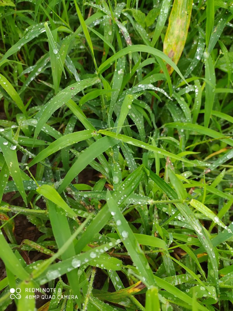 贵州毕节古夜郎大地野生中药材牛筋草下单现采现发