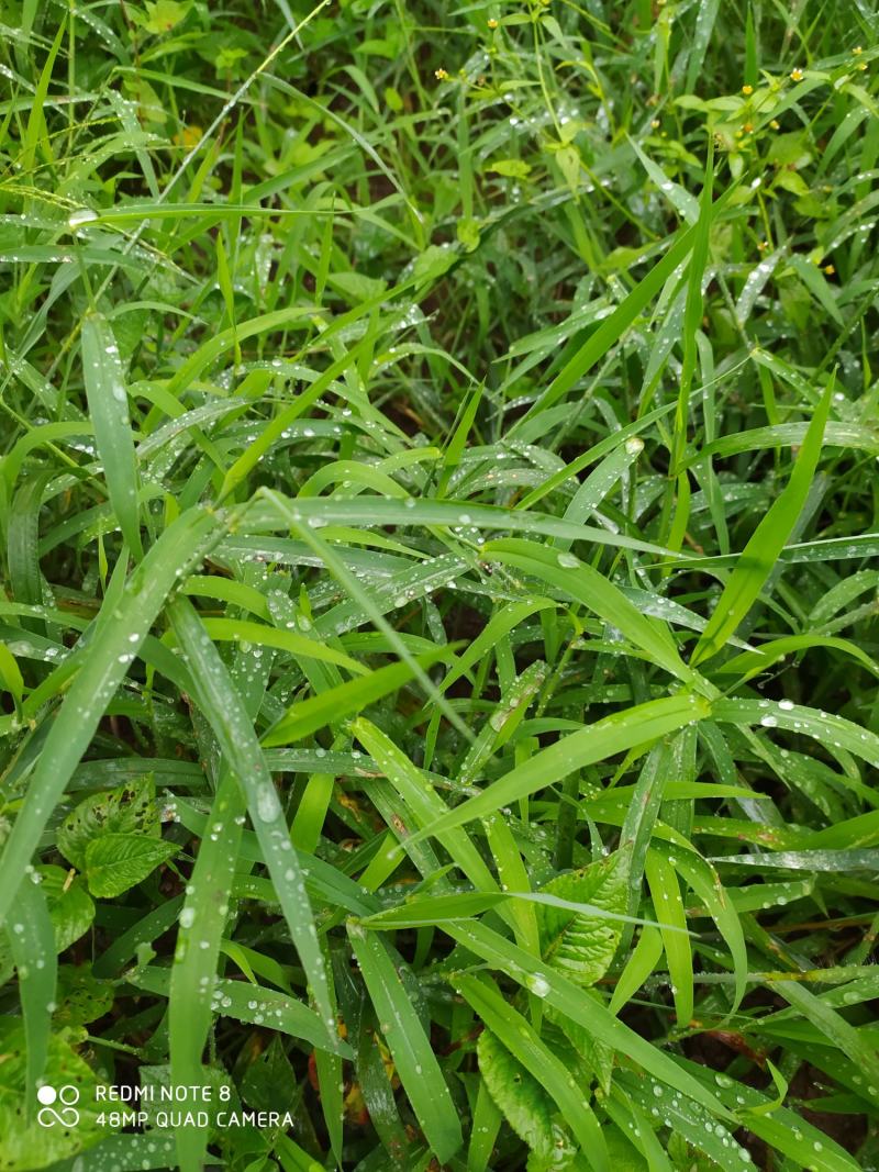 贵州毕节古夜郎大地野生中药材牛筋草下单现采现发