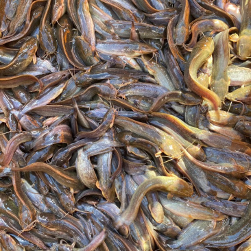 大量出售杂交三黄塘虱鱼苗