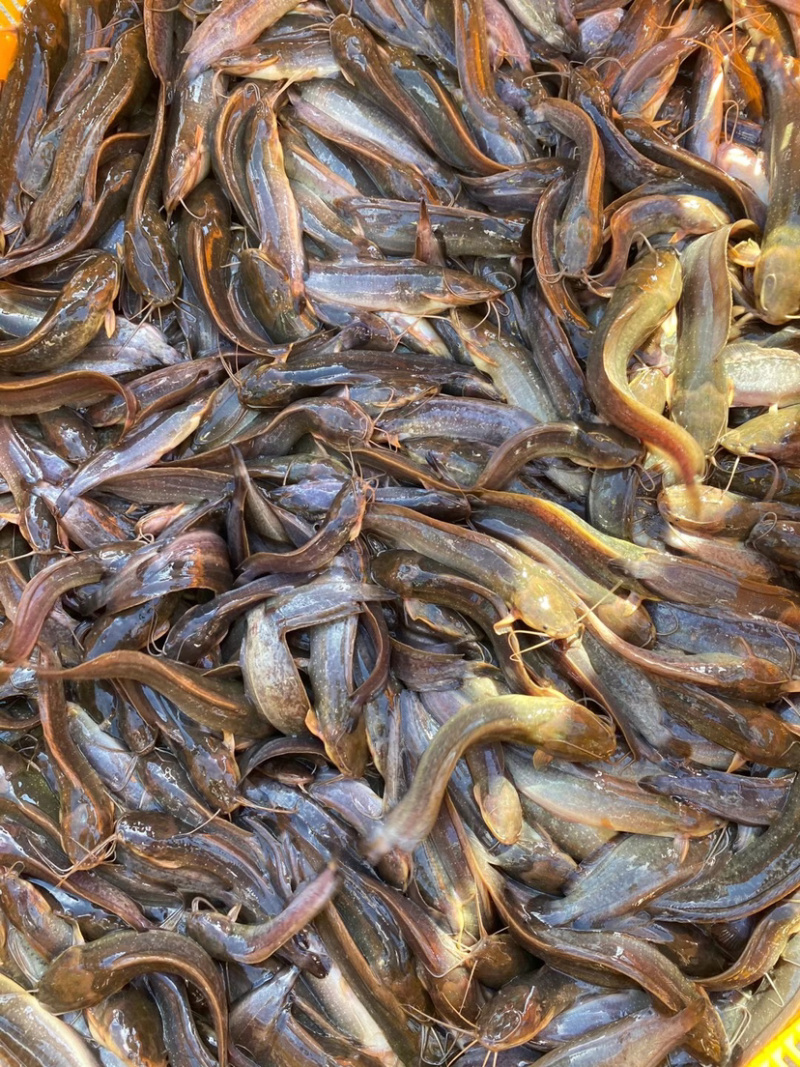 大量出售杂交三黄塘虱鱼苗