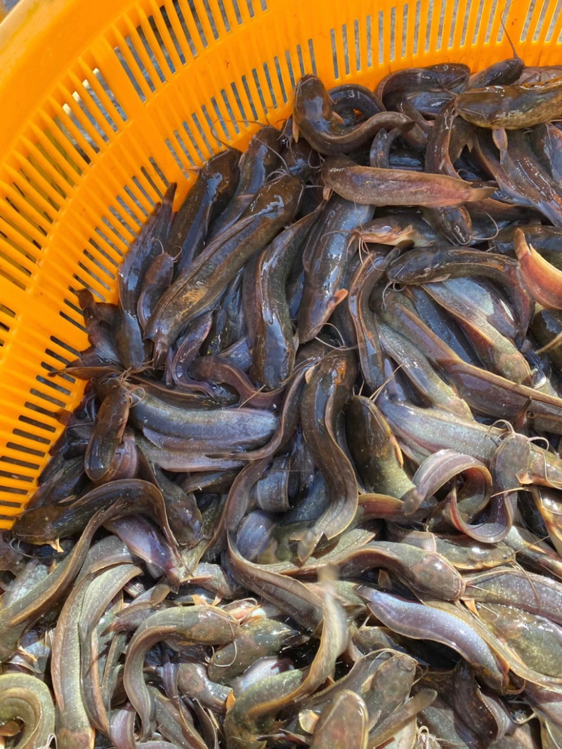 大量出售杂交三黄塘虱鱼苗