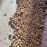 老树新鲜核桃过节佳品