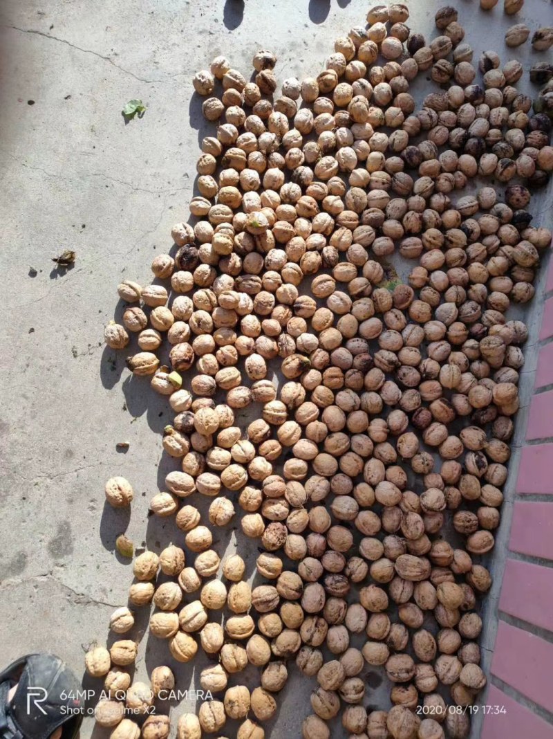 老树新鲜核桃过节佳品
