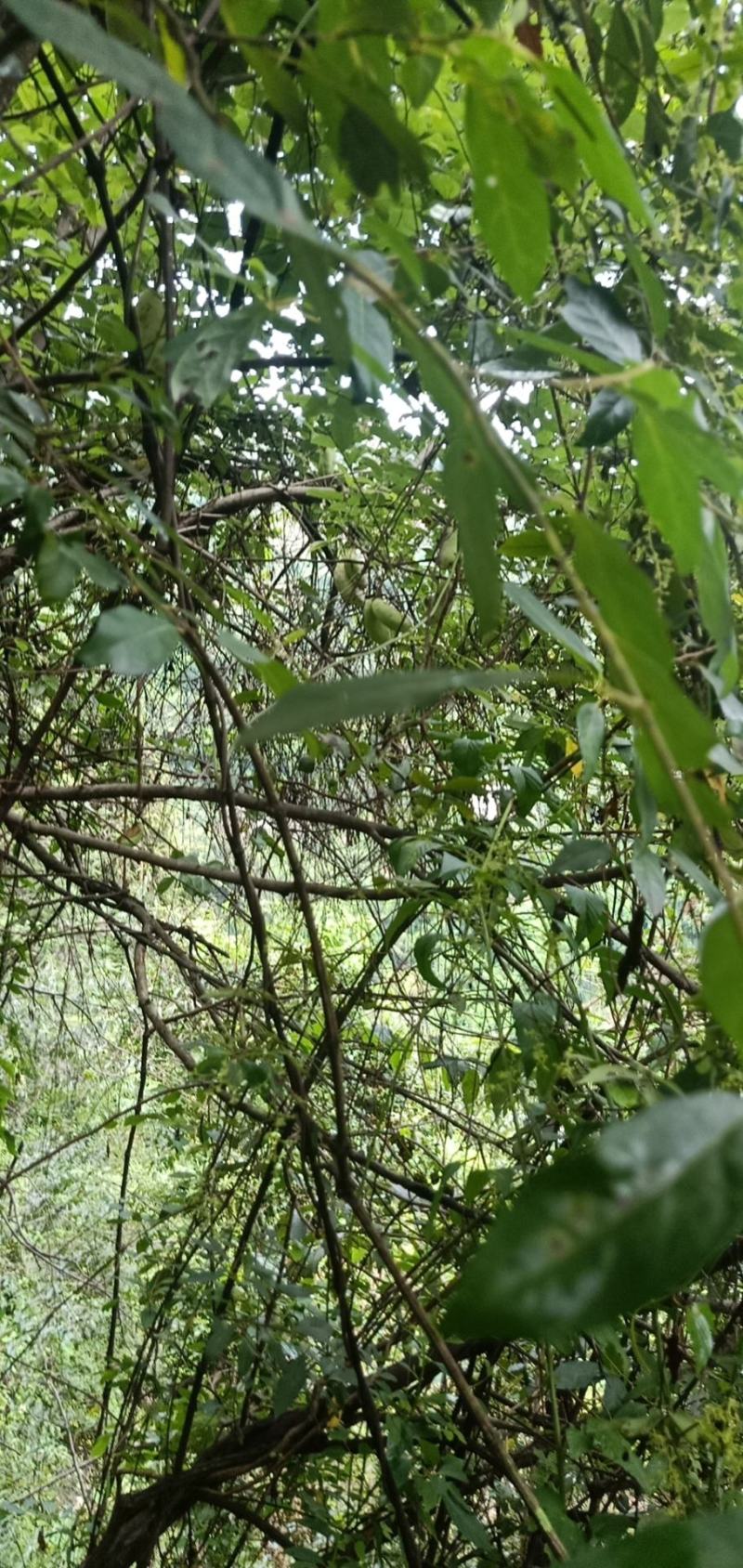 四川野生八月瓜做药材可以采购了，量大，需要的老板赶快的了
