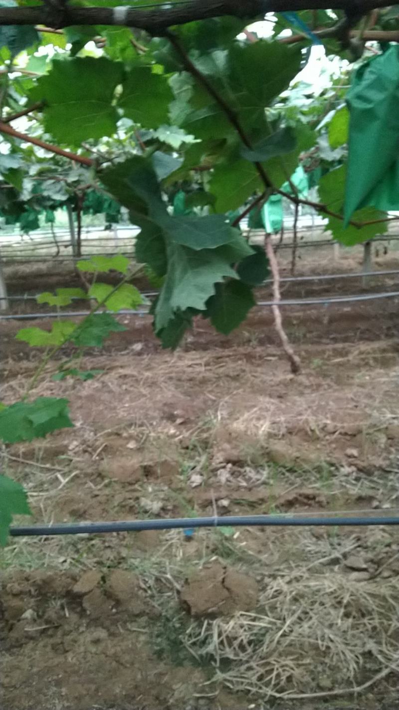 阳光玫瑰，萧县阳光玫瑰葡萄园，市场精品货，电商平台，