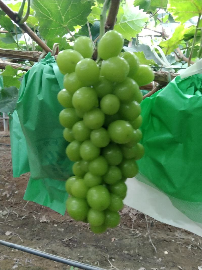 阳光玫瑰，萧县阳光玫瑰葡萄园，市场精品货，电商平台，
