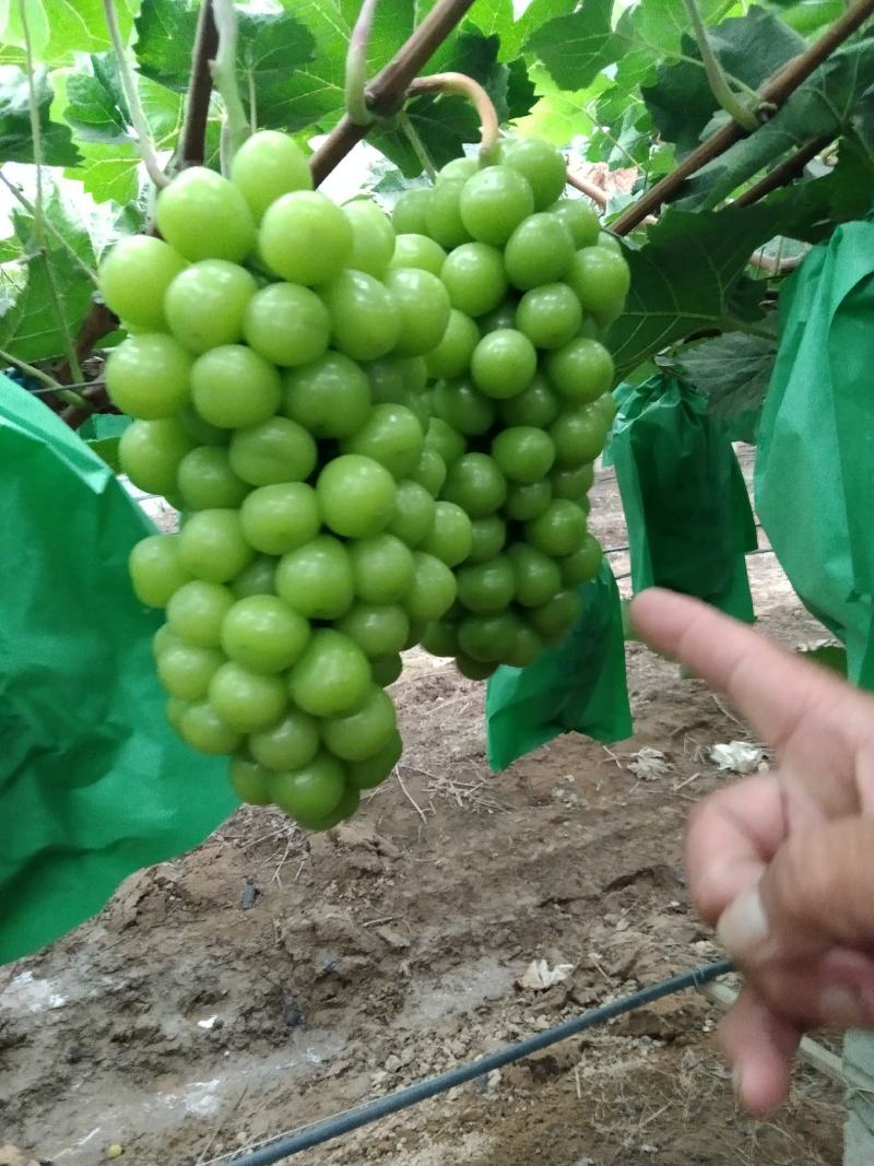 阳光玫瑰，萧县阳光玫瑰葡萄园，市场精品货，电商平台，