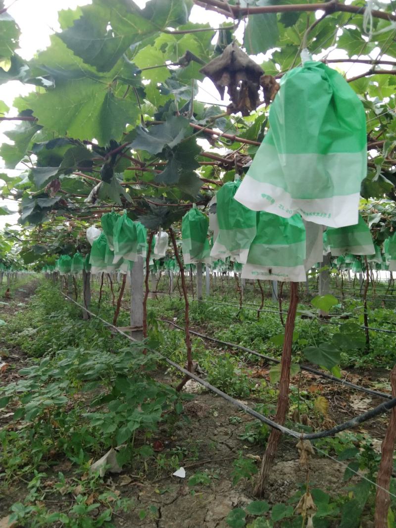 阳光玫瑰，萧县阳光玫瑰葡萄园，市场精品货，电商平台，