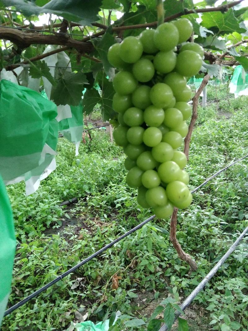 阳光玫瑰，萧县阳光玫瑰葡萄园，市场精品货，电商平台，