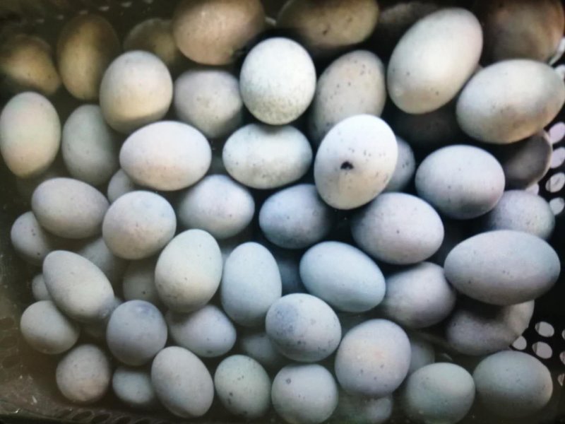 黑皮蛋，松花蛋各种优质蛋品有售工厂直供，万斤起批