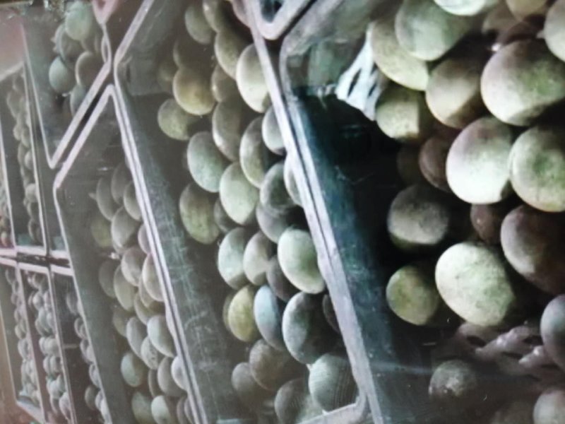 黑皮蛋，松花蛋各种优质蛋品有售工厂直供，万斤起批