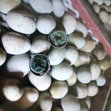 黑皮蛋，松花蛋各种优质蛋品有售工厂直供，万斤起批