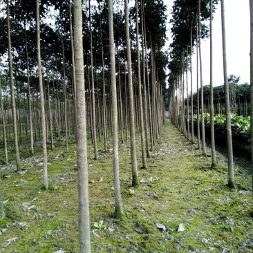 高杆精品桂花树，1.8—3米高分枝桂花树
