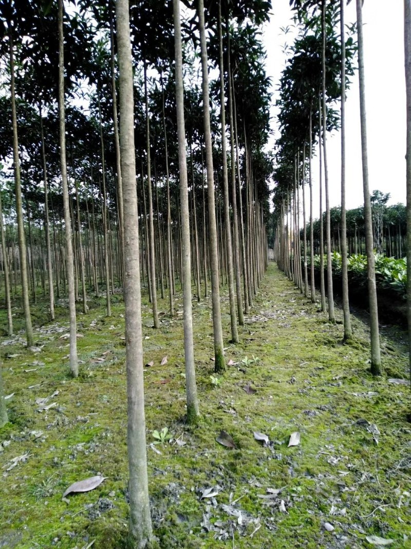 高杆精品桂花树，1.8—3米高分枝桂花树