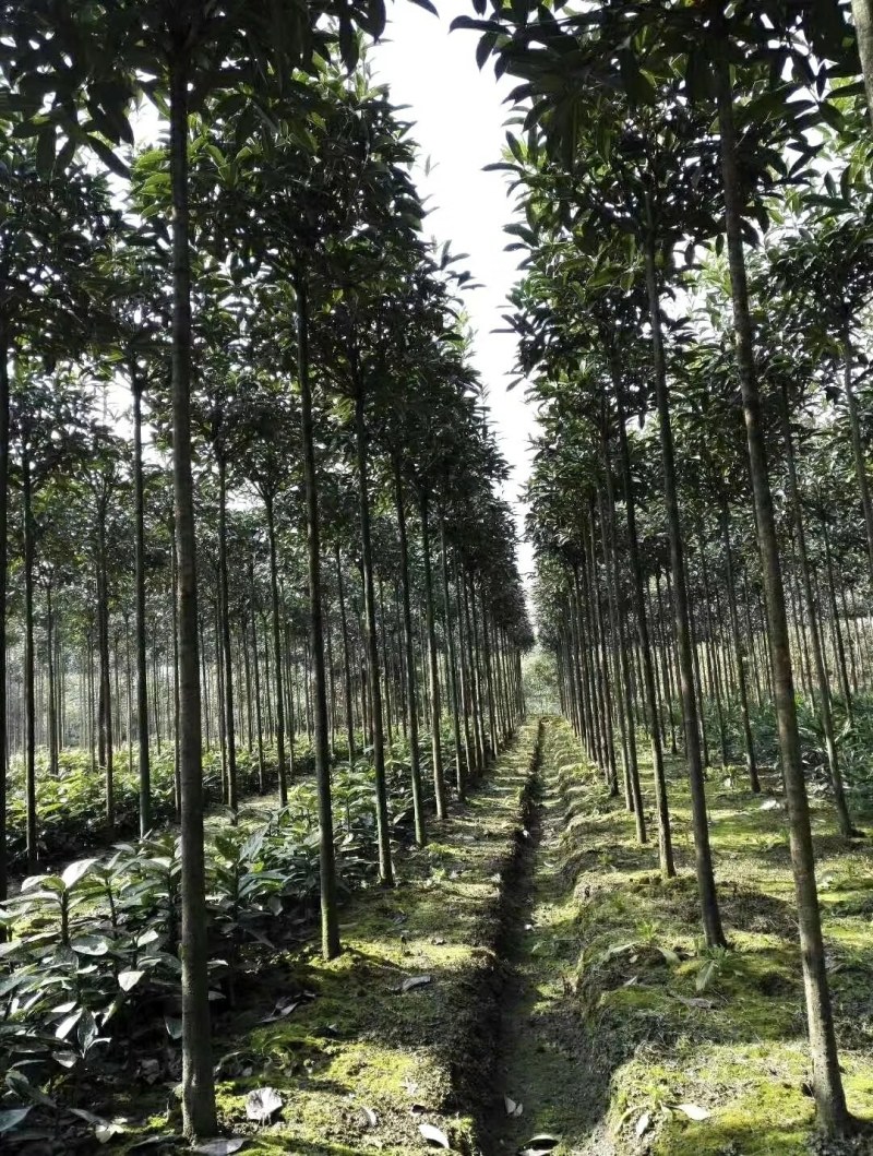 高杆精品桂花树，1.8—3米高分枝桂花树