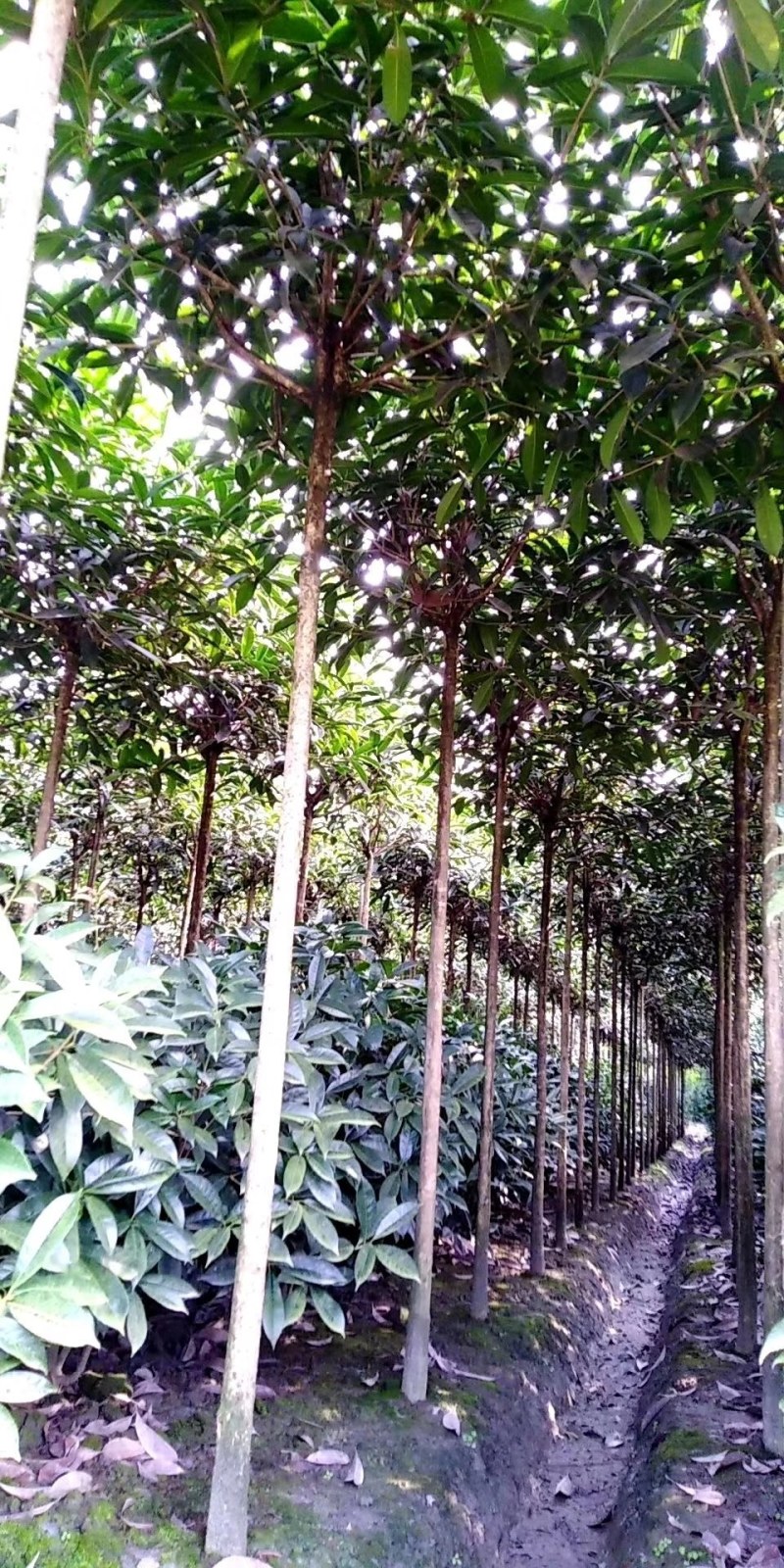 高杆精品桂花树，1.8—3米高分枝桂花树