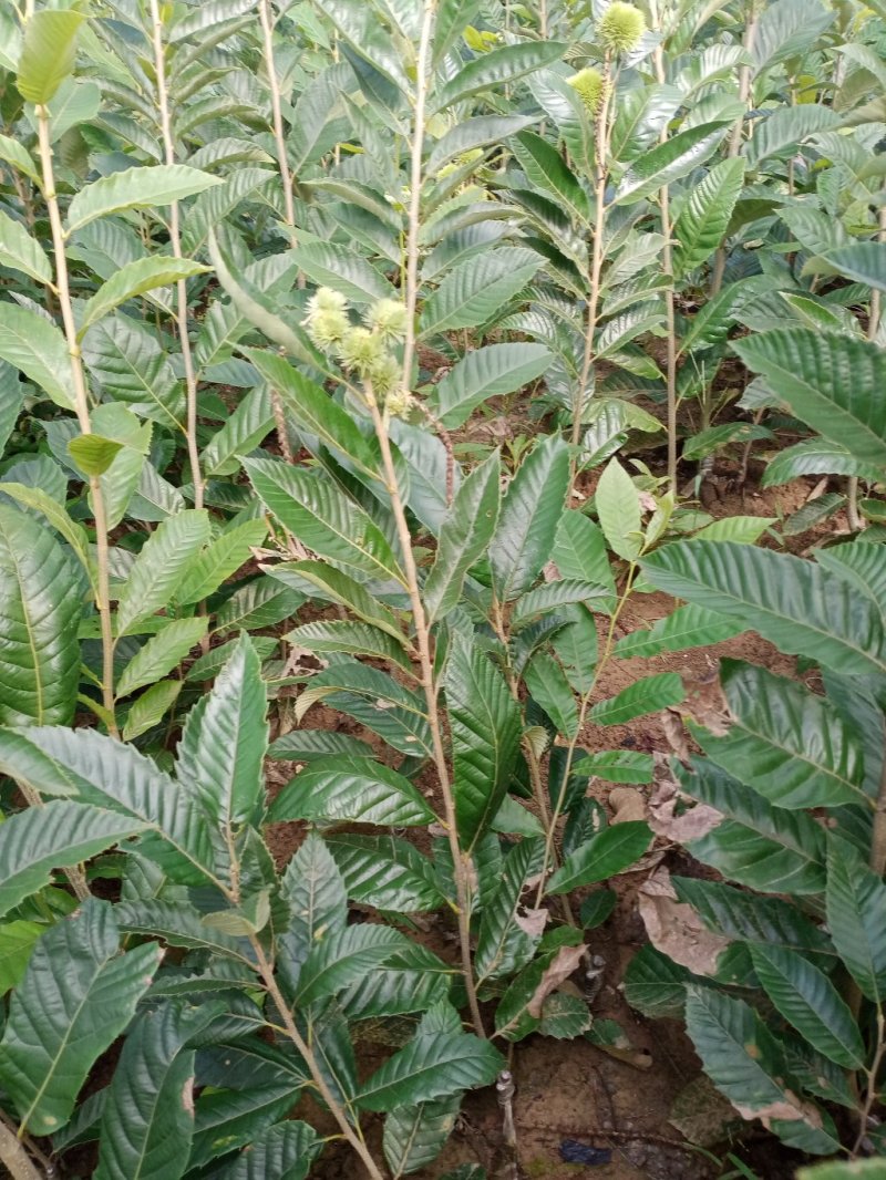 板栗苗，嫁接板栗苗。基地直销，品种纯正。