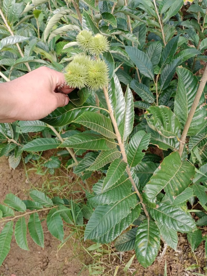板栗苗，嫁接板栗苗。基地直销，品种纯正。