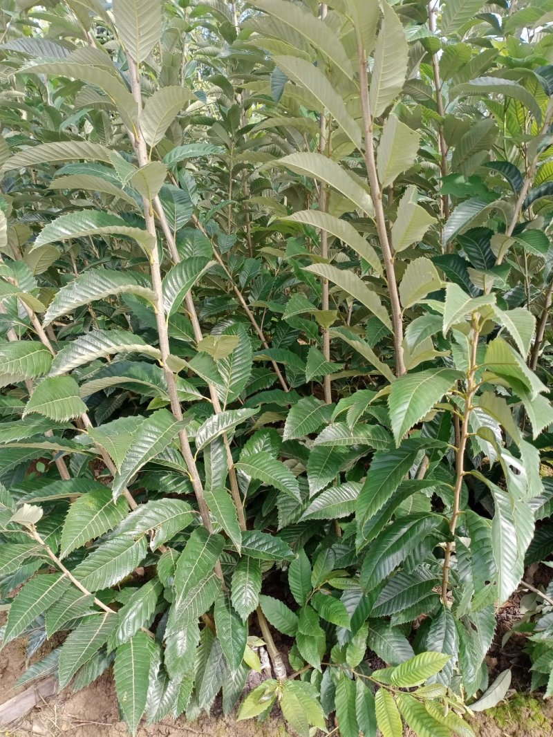板栗苗，嫁接板栗苗。基地直销，品种纯正。