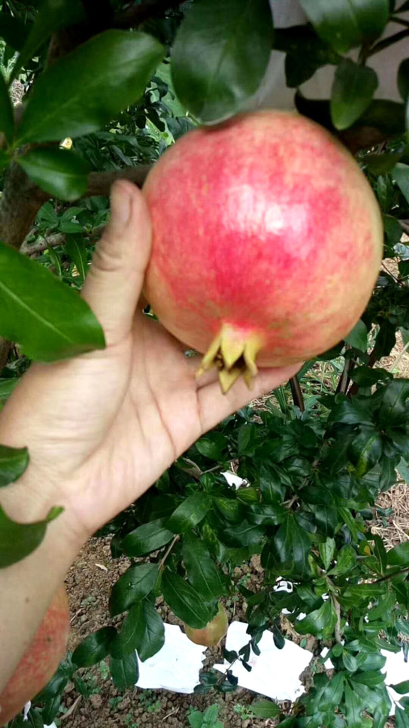 云南大理宾川高原突尼斯软籽石榴