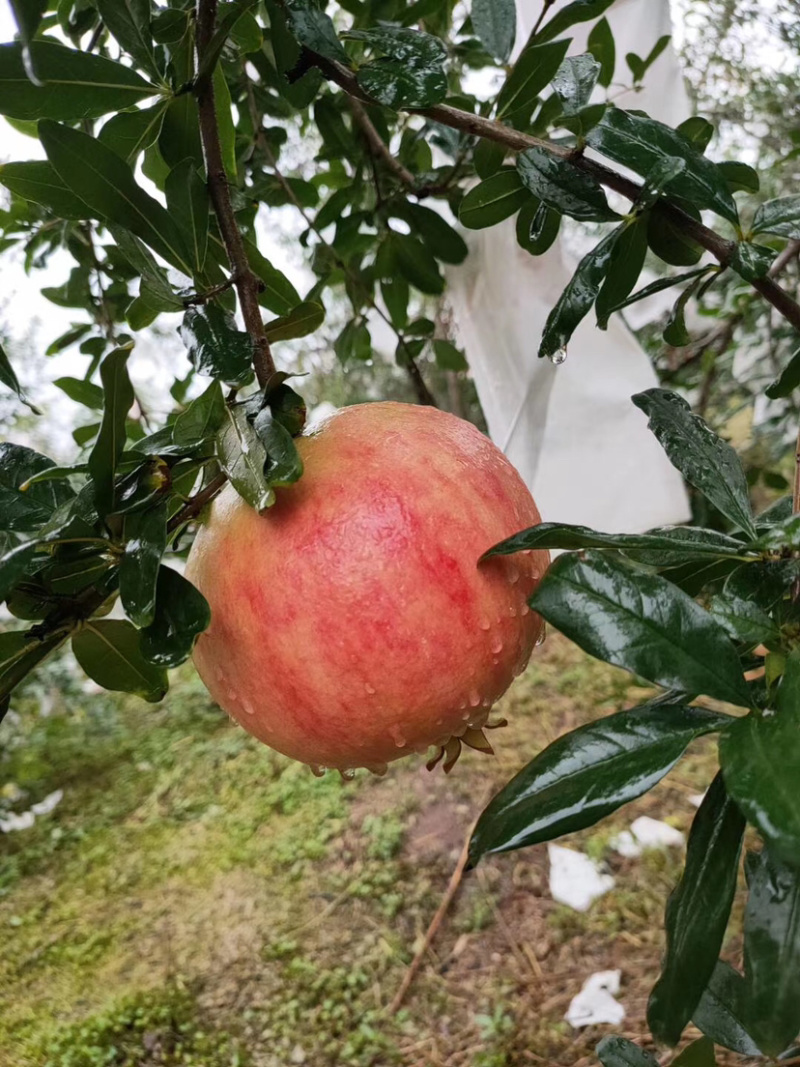云南大理宾川高原突尼斯软籽石榴
