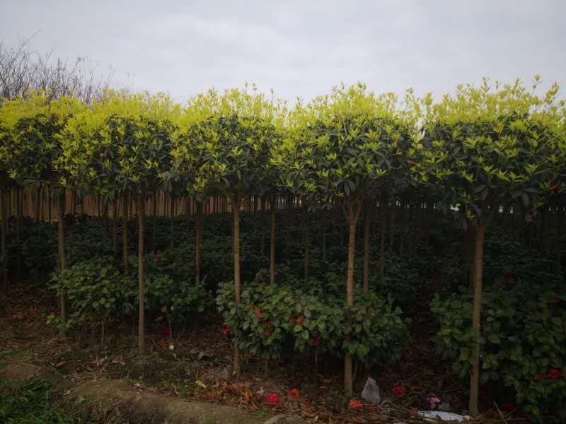 高杆桂花树，4—5公分高杆桂花树，1.3—1.5米开丫