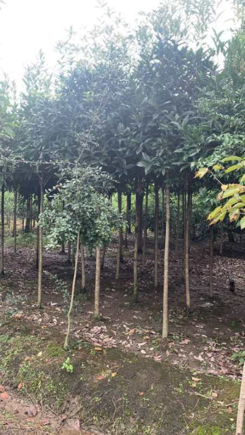 高杆桂花树，4—5公分高杆桂花树，1.3—1.5米开丫