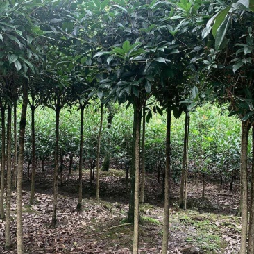 高杆桂花树，4—5公分高杆桂花树，1.3—1.5米开丫