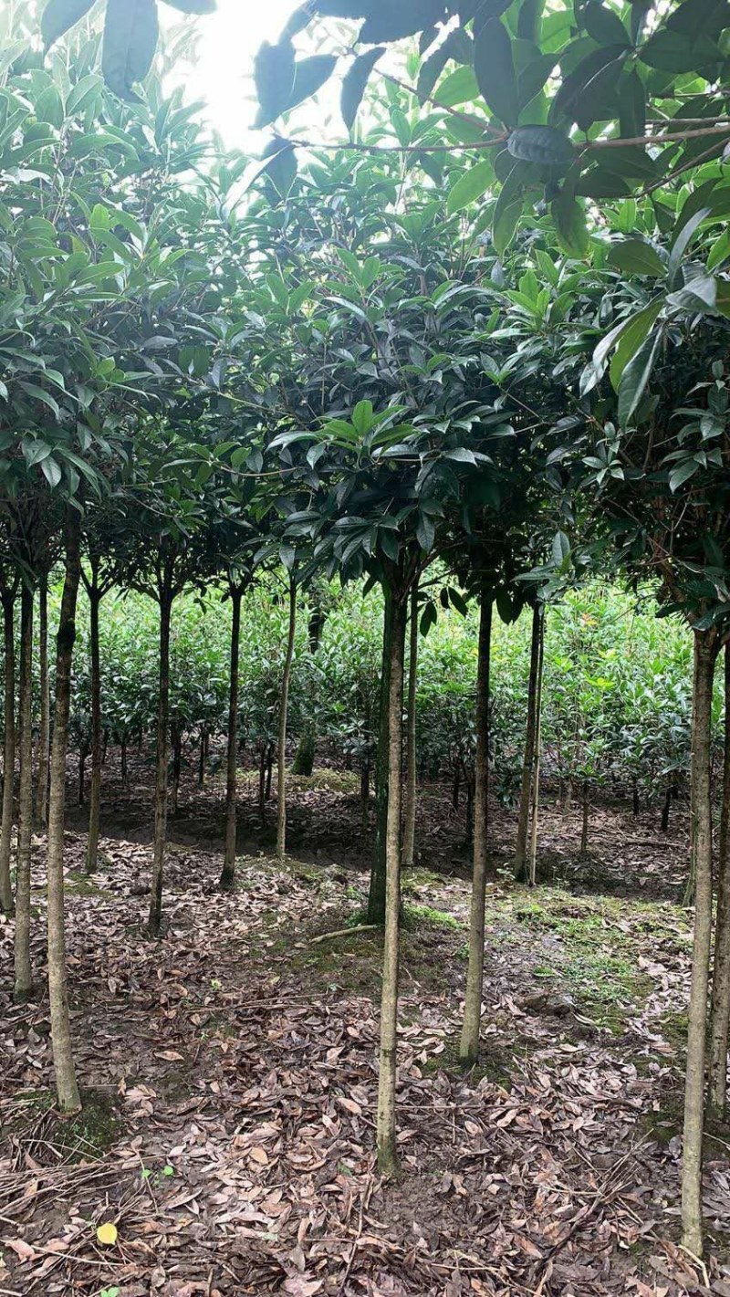 高杆桂花树，4—5公分高杆桂花树，1.3—1.5米开丫